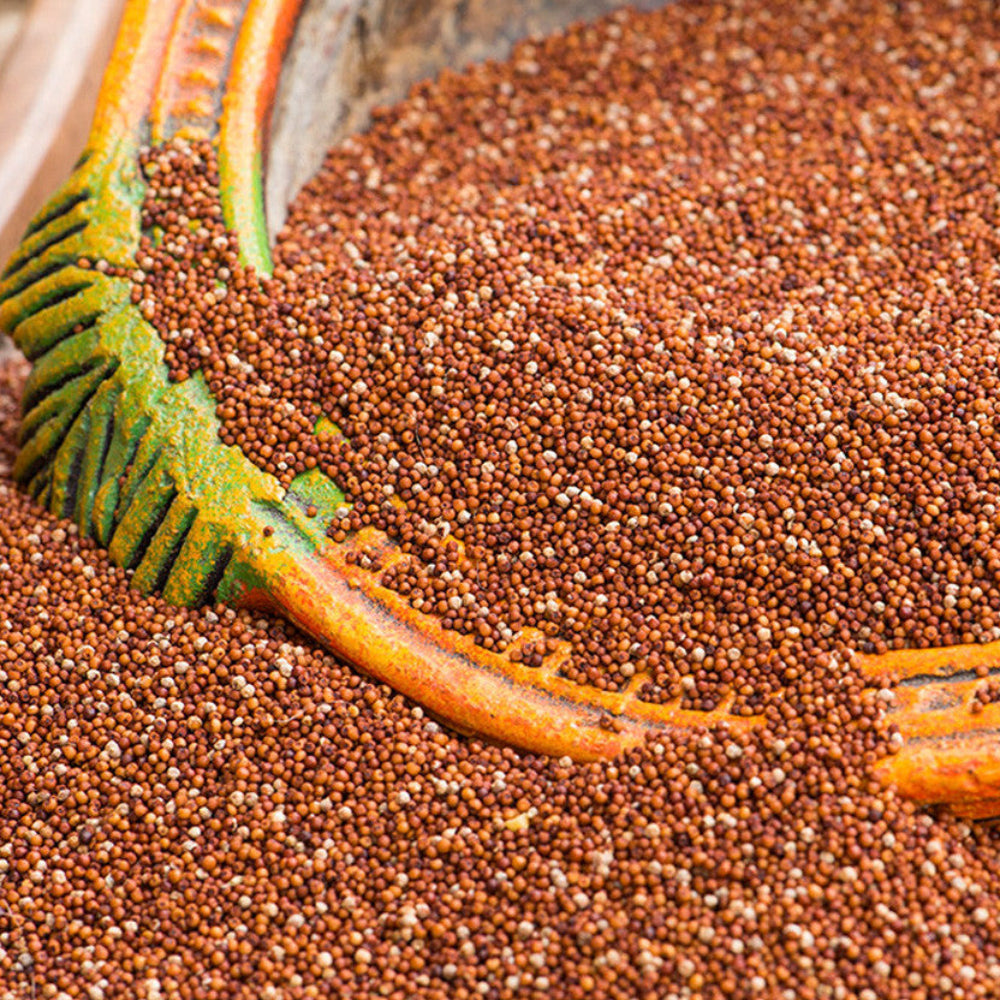Finger Millet / Ragi.