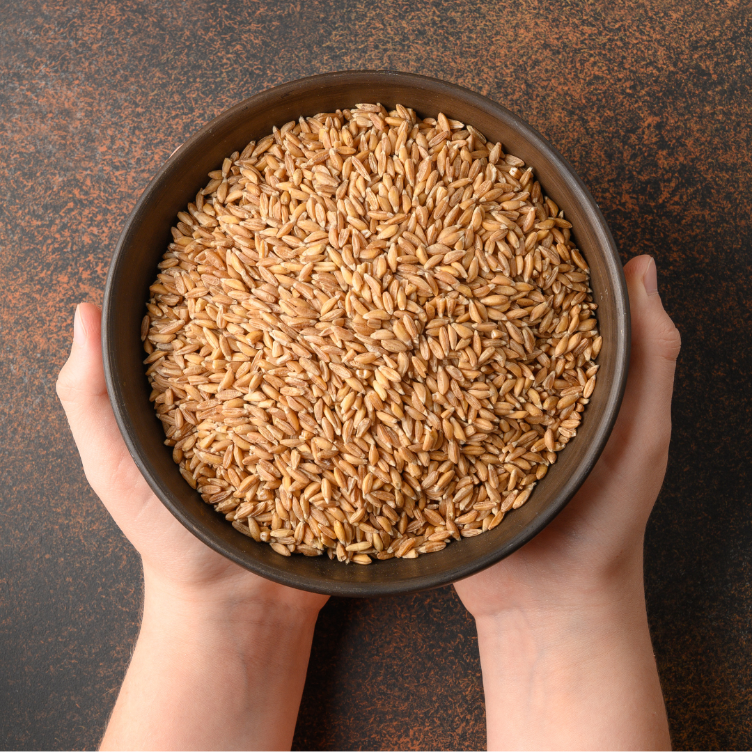 Nutty Yogi Organic Farro Long Wheat Grain / Khapli Wheat Grain